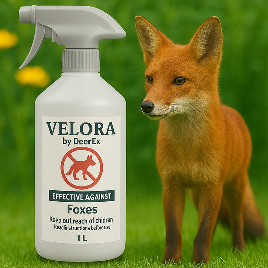 Ready to Use Fox Repellent Keep Foxes out of your garden