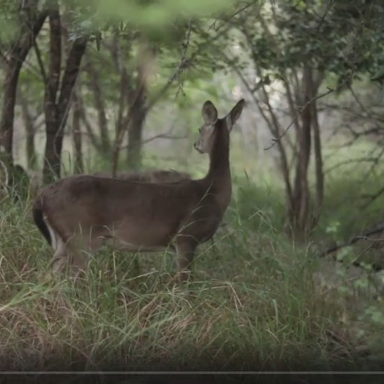 Keep your garden flowers, shrubs and trees safe from deer damage